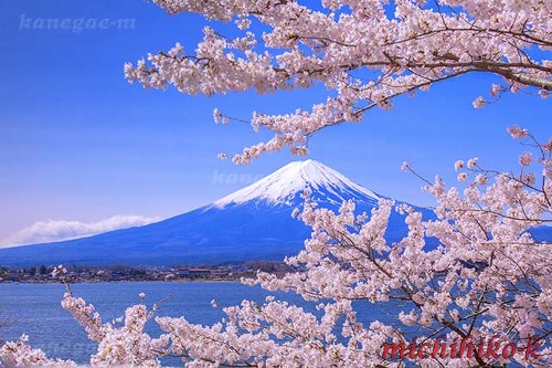 Ohana-mi,Cherry blossome viewing