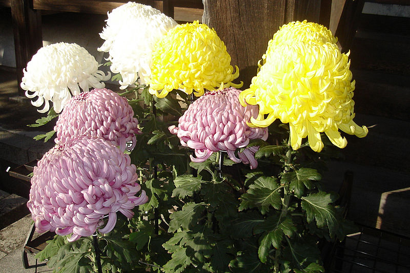 Chrysanthemum,the crest of Japanese Imperial Houshold