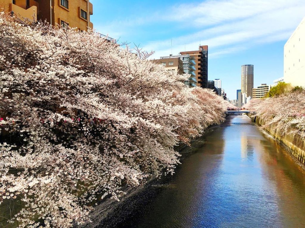winter cherry blossom