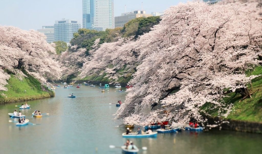 Sakura 2020,Cherry blossoms