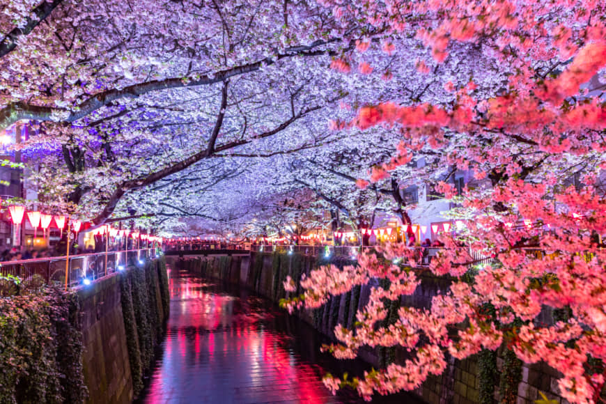 Cherry blossoms