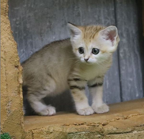 Sand Cat The Smallest In The World Living In The Deserts