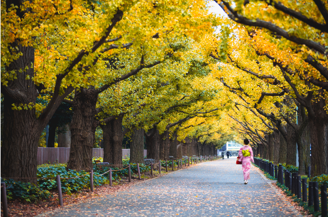 fall foliage